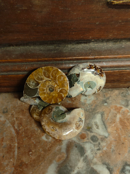 Ammonite